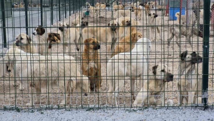 Barınakta aç ve susuz bırakılan köpeklerin birbirini parçaladığı iddiası