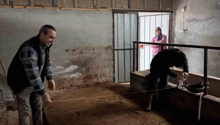 Bilecik’te büyükbaş hayvancılık işletmelerinde kapasite kontrolleri