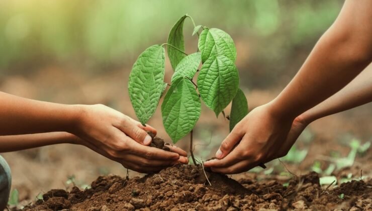 Yumaklı: 2025’te yarım milyardan fazla fidan ve tohum toprakla buluşturuldu