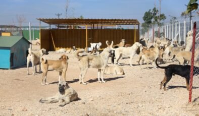 Eskişehir Büyükşehir Belediyesi’nden Barınak Açıklaması: Soruşturma Sürüyor