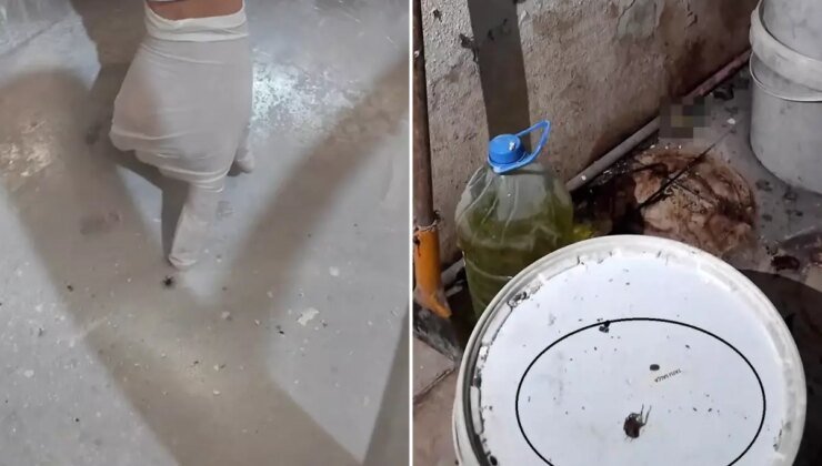 Fırındaki görüntüler mide bulandırdı: Yılan çıkacak diye korkuyorum