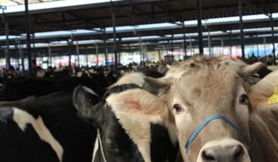 Burdur Canlı Hayvan Pazarı üreticilere yeniden kapılarını açtı