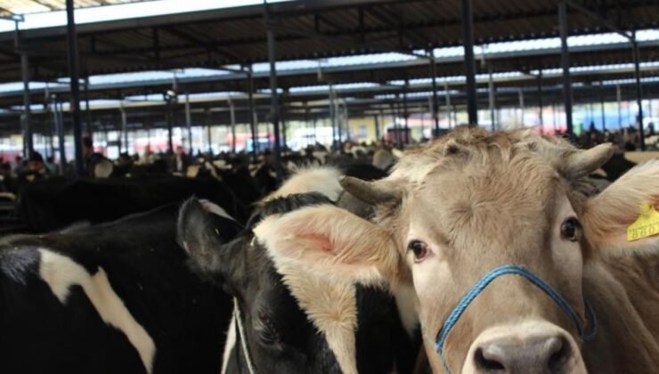 Burdur Canlı Hayvan Pazarı üreticilere yeniden kapılarını açtı