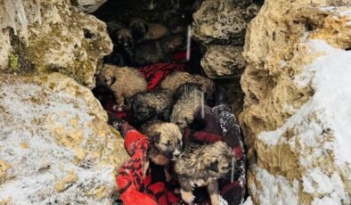 Şırnak’ta donmak üzere olan 12 köpek yavrusu kurtarıldı