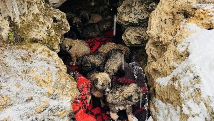 Şırnak’ta donmak üzere olan 12 köpek yavrusu kurtarıldı