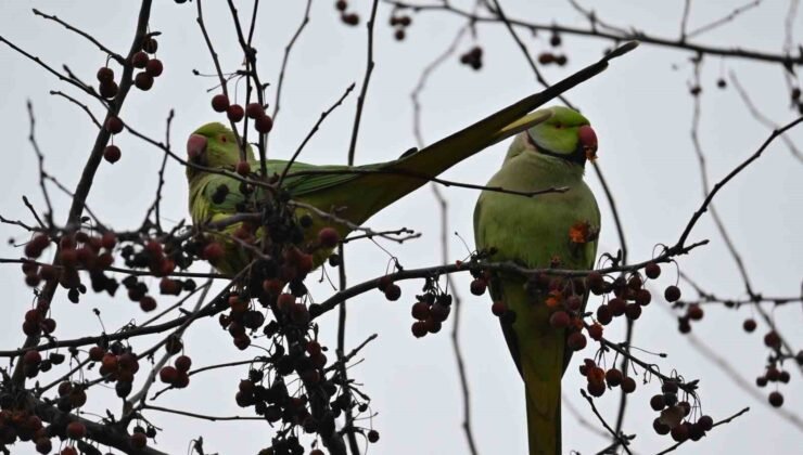 Şirintepe Mahallesi’nde renkli görüntüler: Papağanlar parkı mesken tuttu