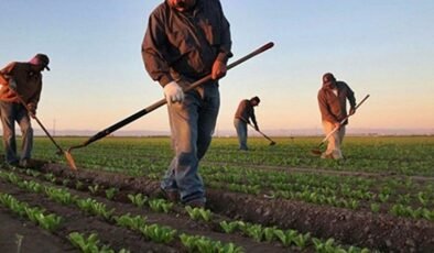 Çiftçilere 255,4 milyon liralık tarımsal destek ödemesi bugün hesaplara yatırılıyor