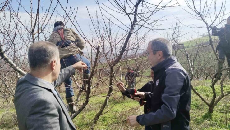 İl Müdürü Ayvalık budama çalışmalarını yerinde inceledi