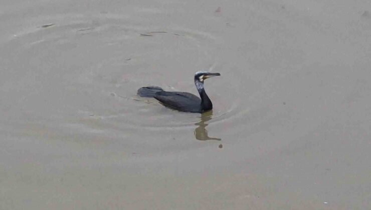 Karabatak kuşu Porsuk Çayı’nda avlanmaya çalıştı