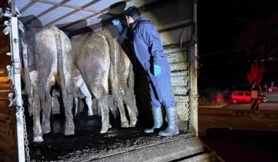 Simav’da hayvan hareketlerine yönelik yol kontrolü
