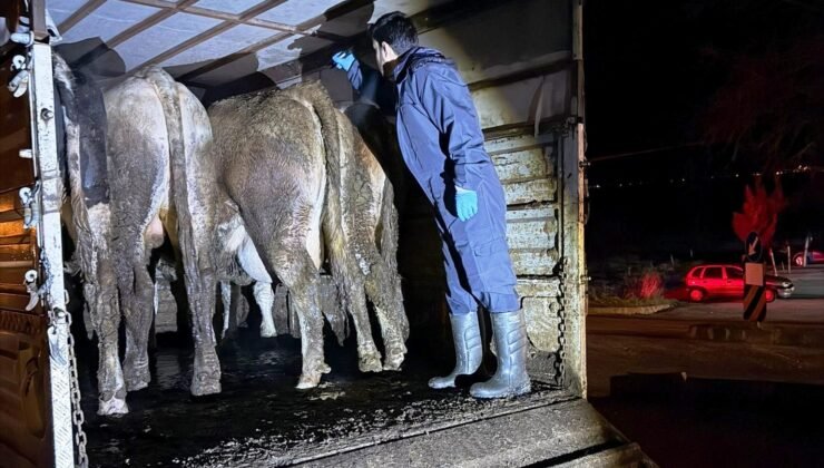 Simav’da hayvan hareketlerine yönelik yol kontrolü