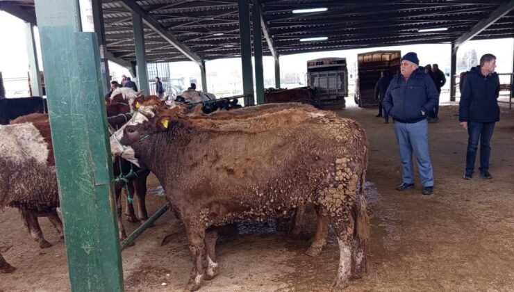 Tavşanlı hayvan pazasında Kurban Bayramı öncesi hareketlilik erken başladı