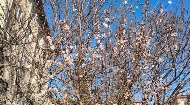 Yalancı bahara aldanan ağaçlar şubat ortasında çiçek açtı