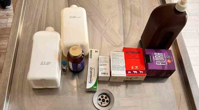 Açlıktan birbirini yiyen köpeklerin bakıldığı barınakta birçok ilacın tarihinin geçtiği belirlendi