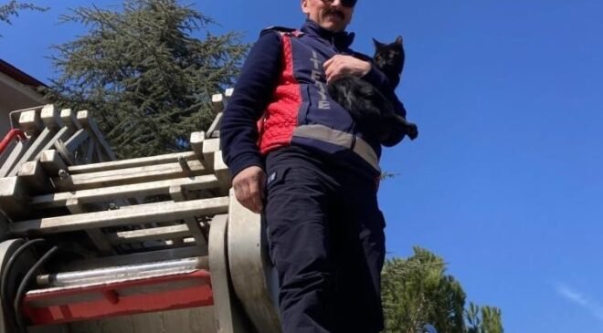 Ağaçta kalan kediyi itfaiye kurtardı