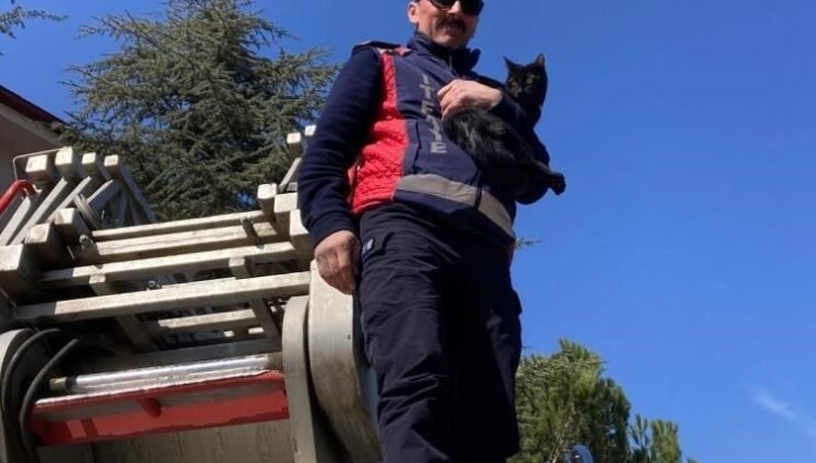Ağaçta kalan kediyi itfaiye kurtardı
