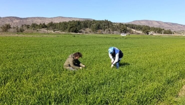 Bilecik’te buğday ekili alanlar denetlendi