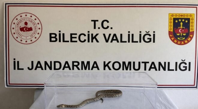 Bilecik’te nesli tükenmekte olan piton yılanı yakalandı