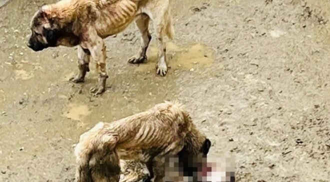 Bozüyük Belediyesi’ne ait barınakta aç kalan köpekler birbirini yedi