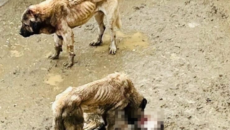 Bozüyük Belediyesi’ne ait barınakta aç kalan köpekler birbirini yedi