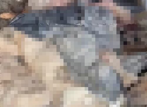 Bozüyük’teki barınak skandalına bir yenisi daha eklendi