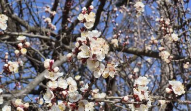 Eskişehir’de baharı müjdeleyen manzara