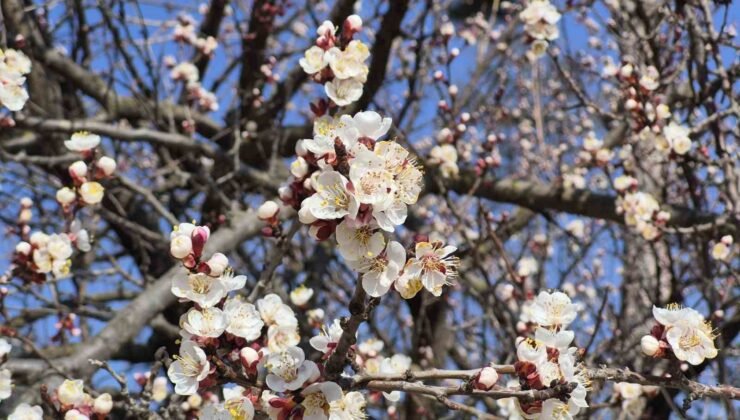 Eskişehir’de baharı müjdeleyen manzara