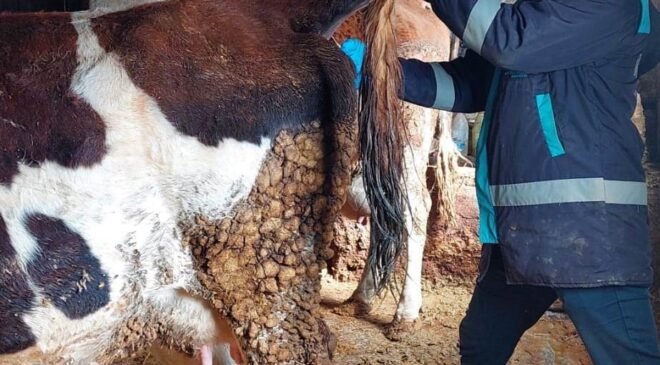 Hisarcık’ta şap hastalığı için büyükbaş hayvanlardan kan numunesi alındı