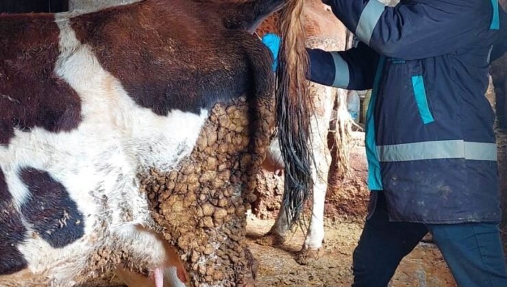 Hisarcık’ta şap hastalığı için büyükbaş hayvanlardan kan numunesi alındı