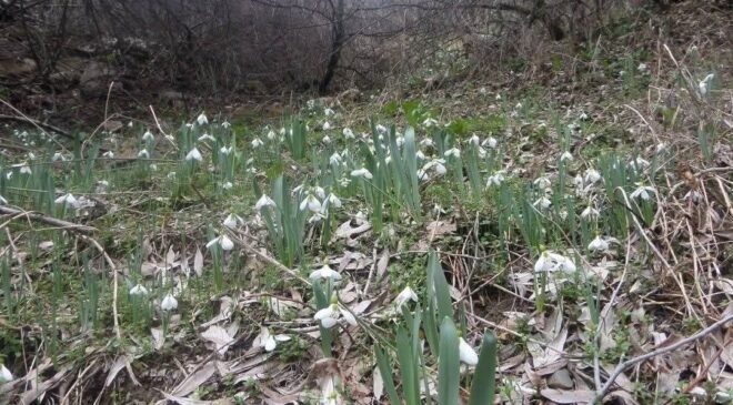 Kütahya Murat Dağı’nda kardelen koparmanın cezası 699 bin 245 TL