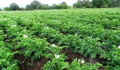 Kütahya’da patates üreticilerine ’Bitki Pasaportu’ uyarısı