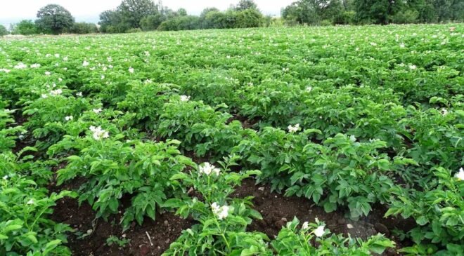Kütahya’da patates üreticilerine ’Bitki Pasaportu’ uyarısı