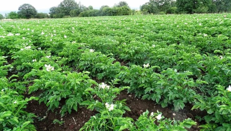 Kütahya’da patates üreticilerine ’Bitki Pasaportu’ uyarısı