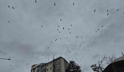 Leyleklerin gökyüzündeki dansı görsel şölen oluşturdu