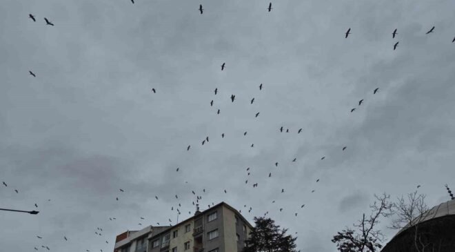 Leyleklerin gökyüzündeki dansı görsel şölen oluşturdu
