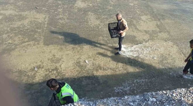 Akıntıya kapılan balıkları yakalamak için birbirleriyle yarıştılar