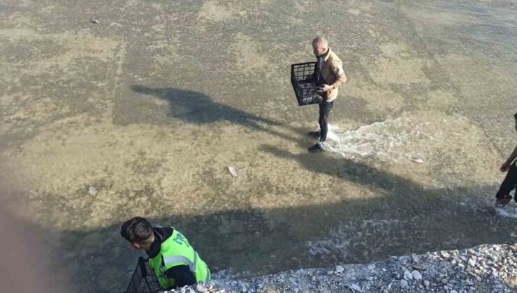 Akıntıya kapılan balıkları yakalamak için birbirleriyle yarıştılar