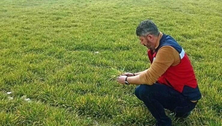 Aslanapa’da soğuktan zarar gören hububat ekili alanlarda inceleme