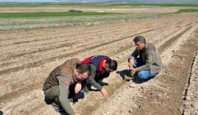 Atıl durumdaki tarım arazilerine ayçiçeği ekimi yapıldı