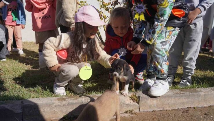 Bilecik Belediyesi Sokak Hayvanları Tedavi ve Rehabilitasyon Merkezi’nde mutlu yaşam