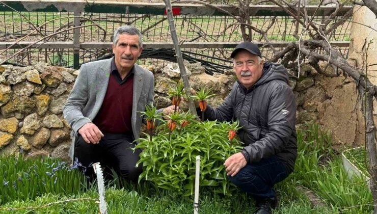 Bu laleleri gözleri gibi koruyorlar