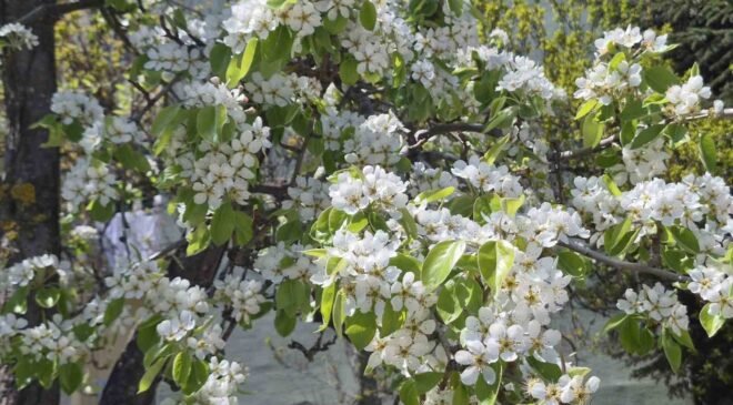 Çiçek açan armut ağacının güzelliği