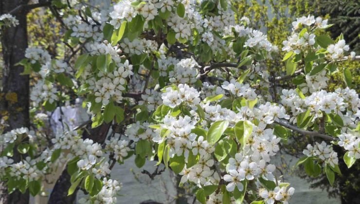 Çiçek açan armut ağacının güzelliği
