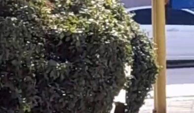 Çocuk parkı içinde sigara içen çocuklar kamerada