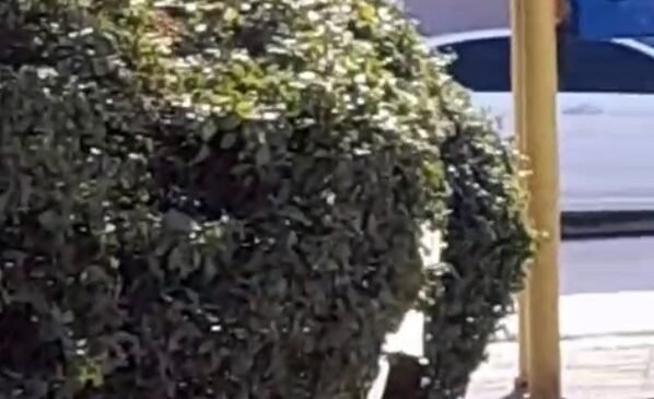 Çocuk parkı içinde sigara içen çocuklar kamerada