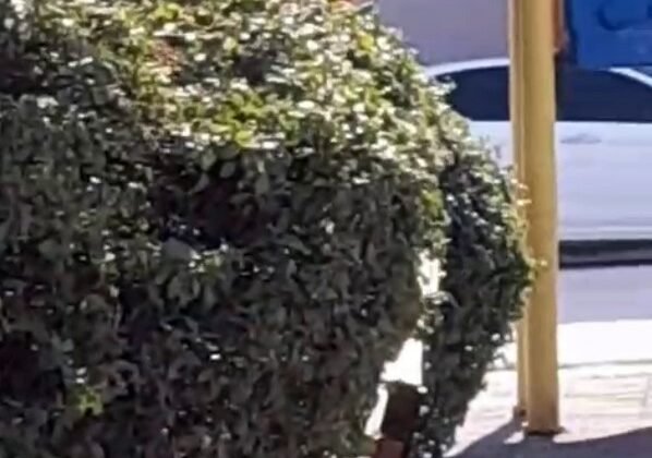 Çocuk parkı içinde sigara içen çocuklar kamerada