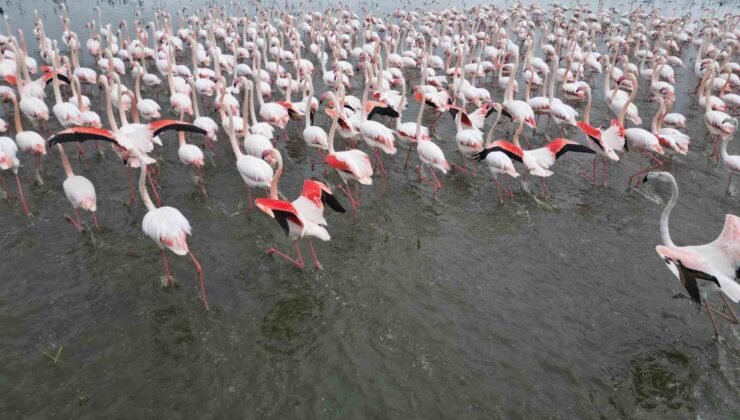 Eber Gölü’nde görsel şölen: Flamingolar renkli görüntüler oluşturdu