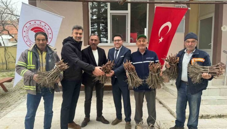 Emet’te 35 üreticiye 980 adet üzüm fidanı dağıtıldı