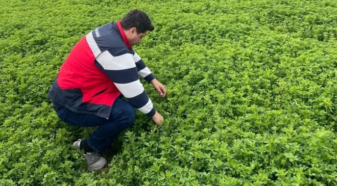 Emet’te yonca üretimine yönelik denetimler devam ediyor