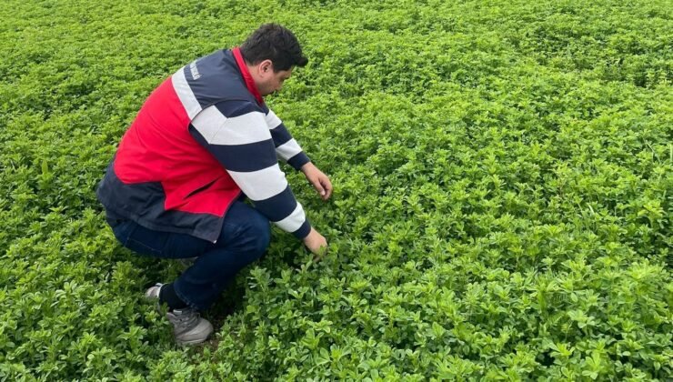 Emet’te yonca üretimine yönelik denetimler devam ediyor